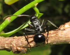 Polyrhachis gagates