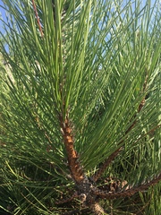 Pinus pinaster