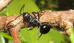 Polyrhachis gagates