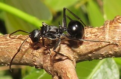 Polyrhachis gagates