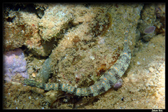 Paxton's Pipefish photo 3