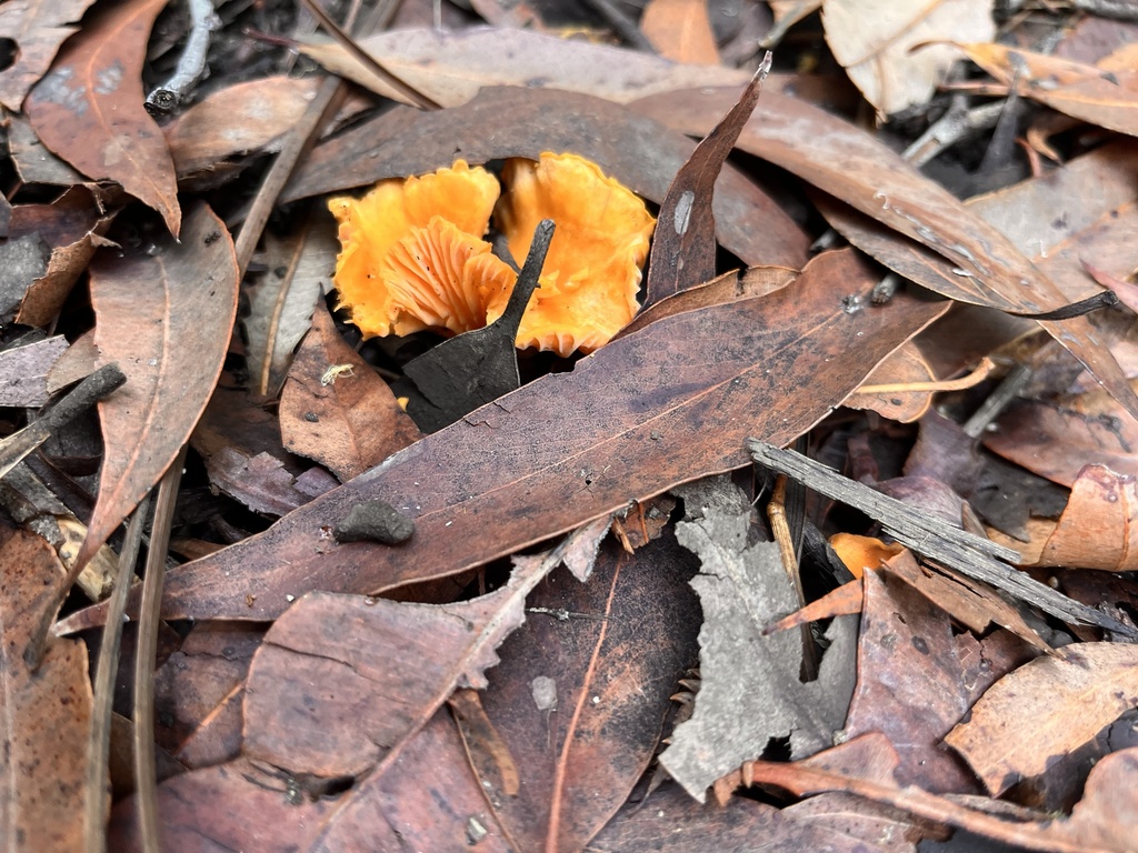Australian chanterelle from Morris St, Ulladulla, NSW, AU on March 23
