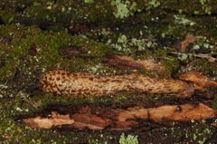 Philomycus flexuolaris