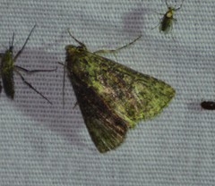 Condica albigera
