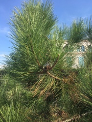Pinus pinaster