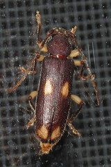 Tylonotus bimaculatus