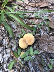Hygrophoropsis aurantiaca image
