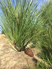 Pinus pinaster