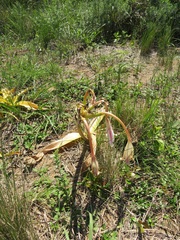 Crinum stuhlmannii delagoense