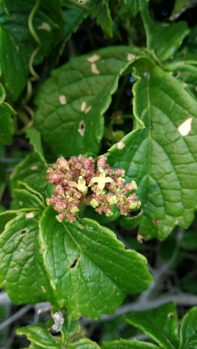 Cyphostemma cirrhosum (Thunb.) Desc. ex Wild & R.B.Drumm.