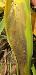 Crinum stuhlmannii delagoense