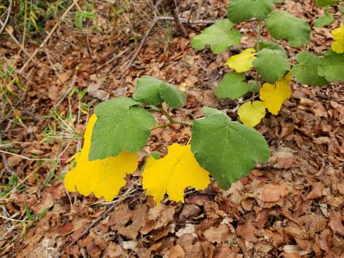 Corynabutilon viride