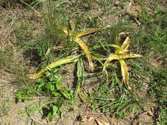 Crinum stuhlmannii delagoense