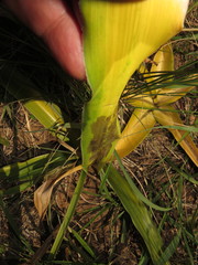 Crinum stuhlmannii delagoense