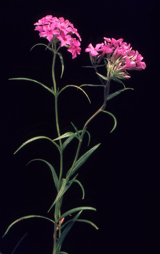 prairie phlox