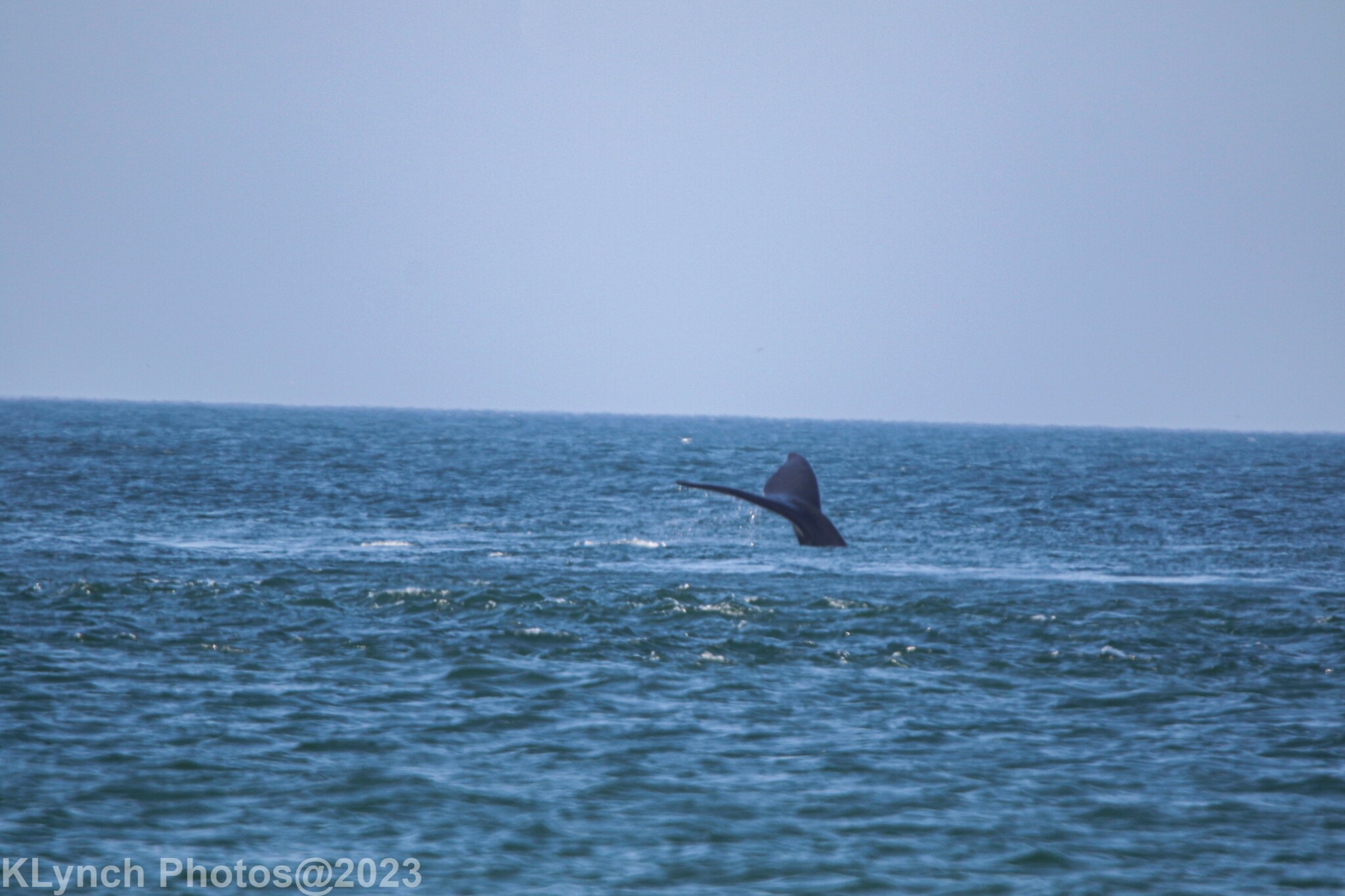 baleine noire, ballena franca, black right whale, north atlantic right whale, northern right whale