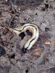 Planaria asiática cabeza de martillo
