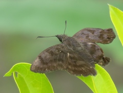 Pellicia arina