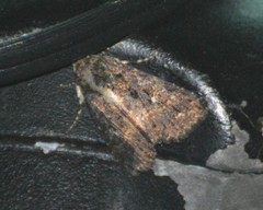 Condica albigera