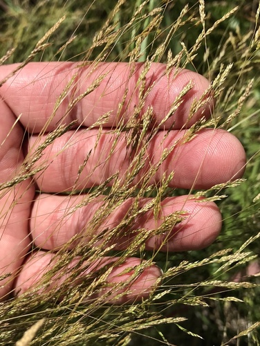 Agrostis hyemalis