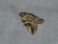 Diastema cnossia