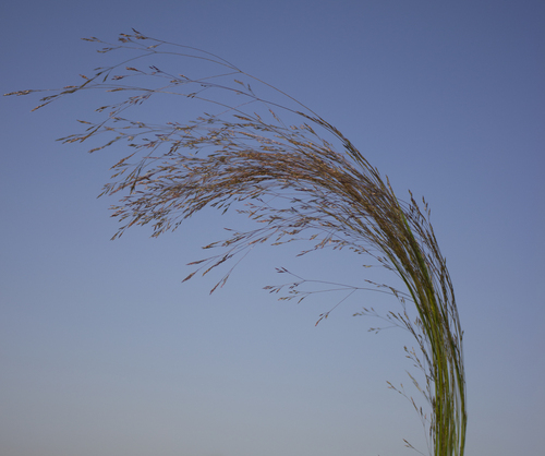 Agrostis hyemalis