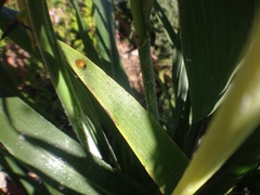Cycloneda sanguinea