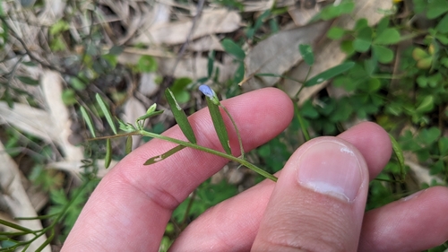 Image of Vicia minutiflora by (c) Joseph Aubert, some rights reserved (CC BY)