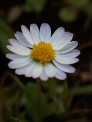 Bellis annua image