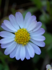 Bellis annua image