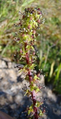 Acaena agnipila