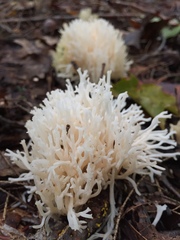 Ramariopsis kunzei image