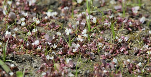 Bacopa rotundifolia iNat (3)