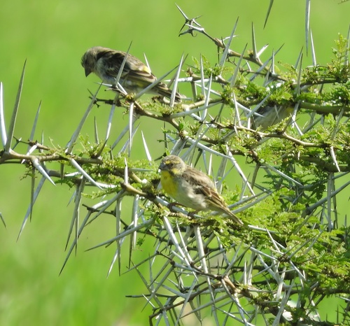 Lemon-breasted Canary (Crithagra citrinipectus), photo 6