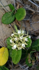 Cynanchum natalitium