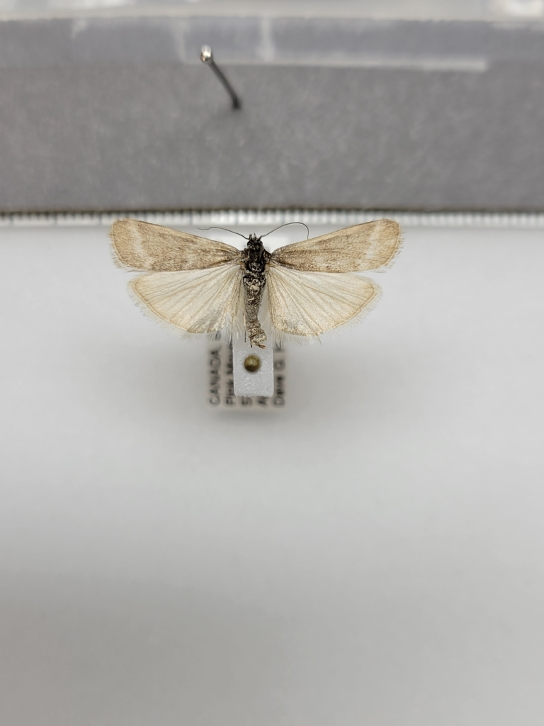 Polopeustis arctiella