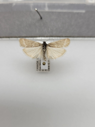 Polopeustis arctiella