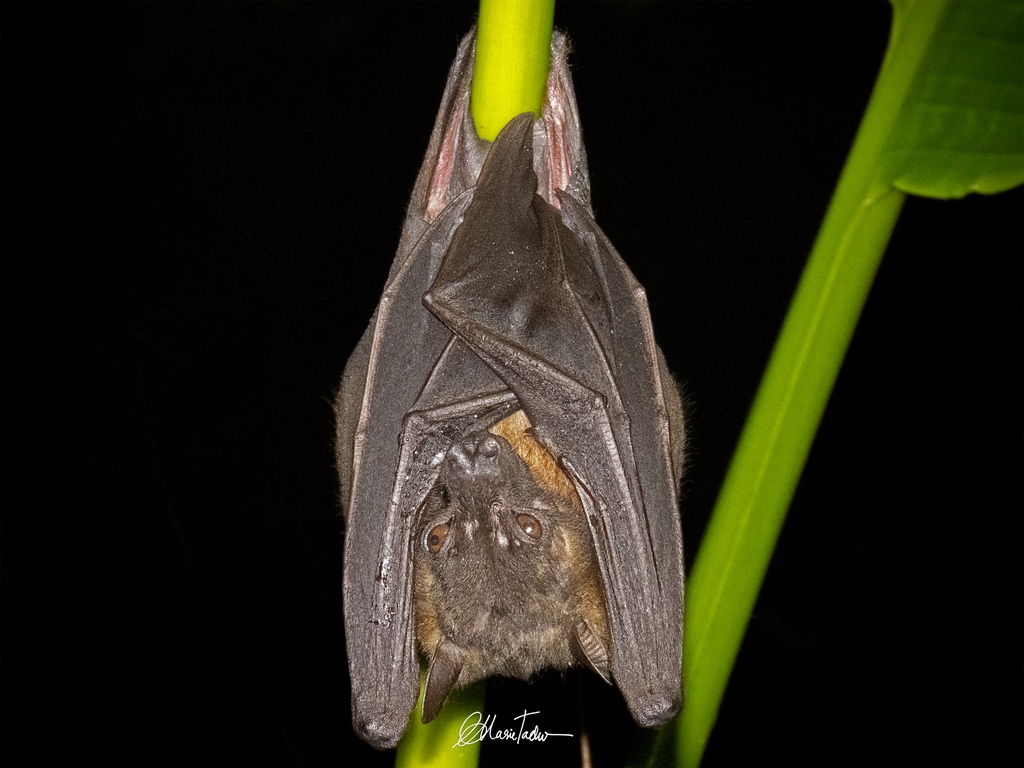 Greater Musky Fruit Bat