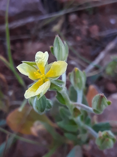 Helianthemum salicifolium image