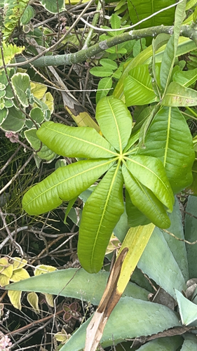 Pachira aquatica observed 2023-03-22