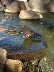 Turdus migratorius