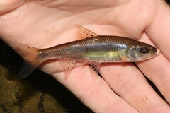 Common Shiner photo 5