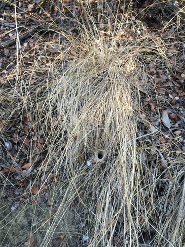iNaturalist observation photo of foothill needle grass