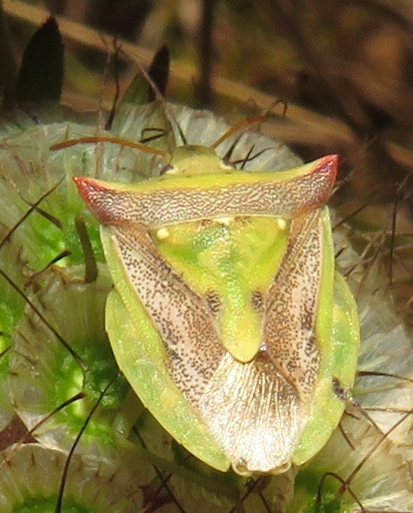 Veterna natalensis