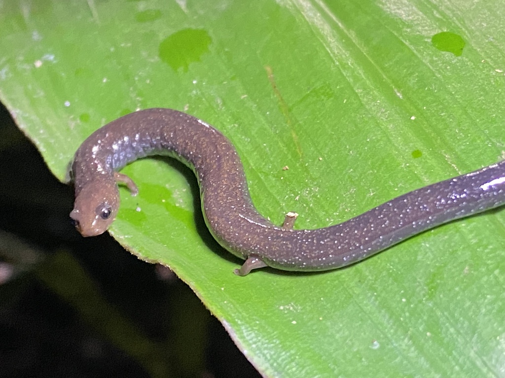 Cienega Colorado Worm Salamander