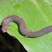 Common Worm Salamander - Photo (c) andrea_mc, some rights reserved (CC BY-NC)