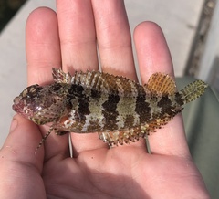 Puffcheek Blenny photo 4