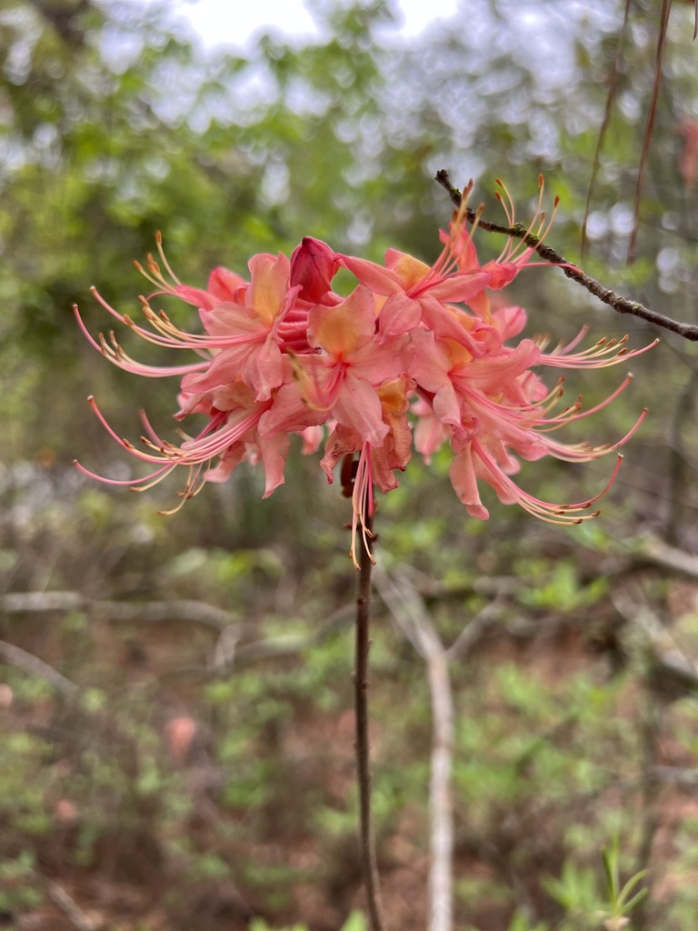 Pentanthera