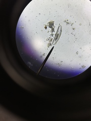 Cymbella