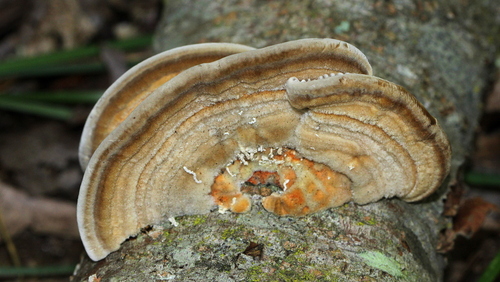 Gilled Polypore
